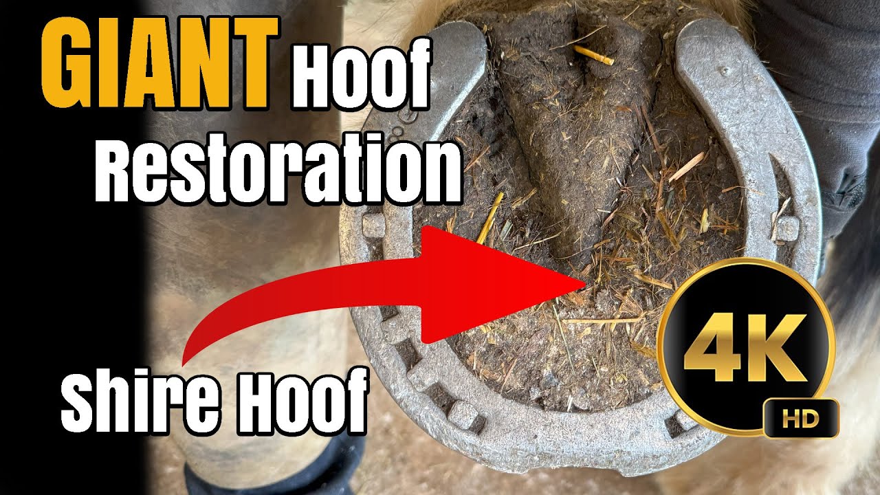 GIANT Hoof Restoration 4K Satisfying Shire Hoof Restoration ASMR
