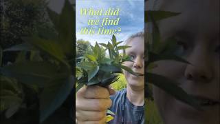 Foraging, Diversity and Staying Healthy