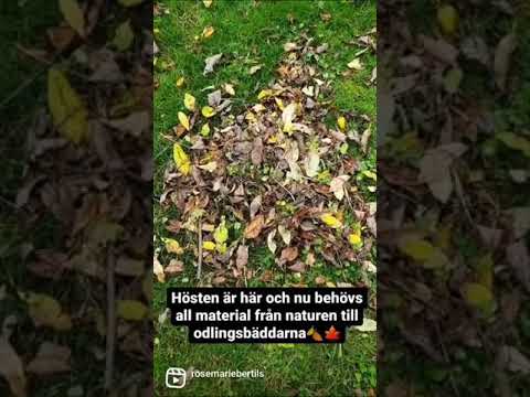 Video: Vad Kan Man Göra Med Fallna Löv