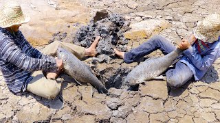 Find Secret Hole Fish In Dry Season | They Caught Giant Fish From UNDERGROUND Dry Mud