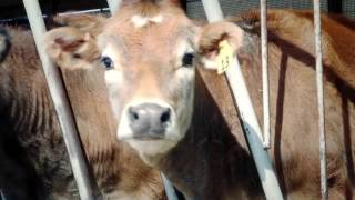 Emmi Roth: Making quality cheese in Wisconsin