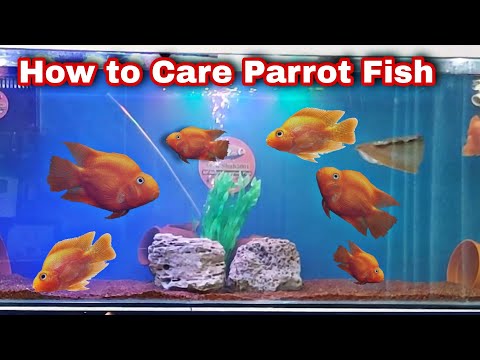 How To care Parrot Fish , Feeding ,Tankmates | King Kong Parrot