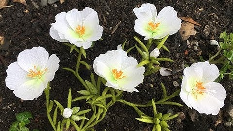 ABC TV | How To Make Portulaca Grandiflora Hook Paper Flower From Crepe Paper - Craft Tutorial