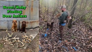 Shed/Antler dogs finding horns 2023/How to train Labs to find Antler/Sheds/Dog finds deer horns