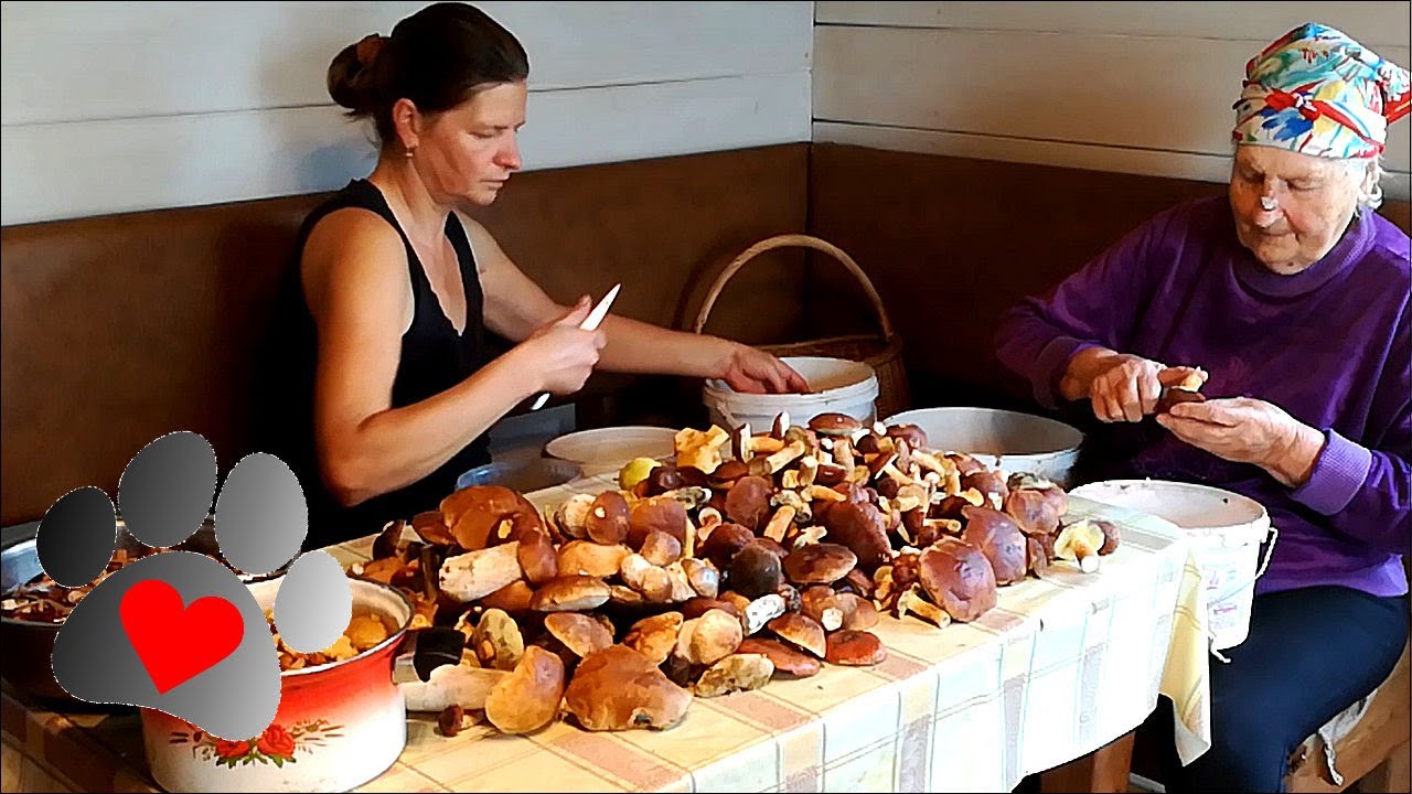 Marinated and salted mushrooms Lithuanian apple cheese recipe YouTube