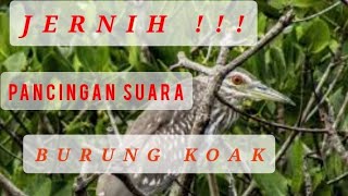 JERNIH...!! Suara burung KOAK cocok untuk berburu atau pikat