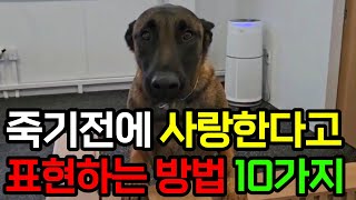 평생동안 강아지에게 사랑한다고 알려주는 10가지 방법