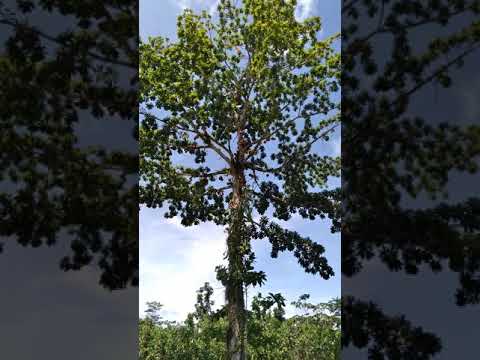 Video: Aprenda sobre el árbol bala de cañón tropical