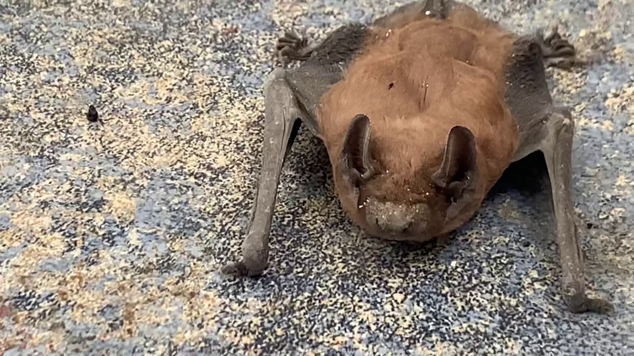 Она опасней нильского крокодила! И глаза такие узкие... - YouTube