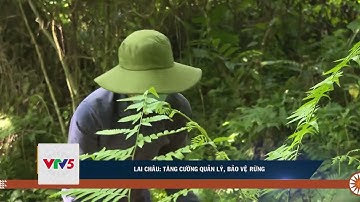 LAI CHÂU: TĂNG CƯỜNG QUẢN LÝ, BẢO VỆ RỪNG | VTV5