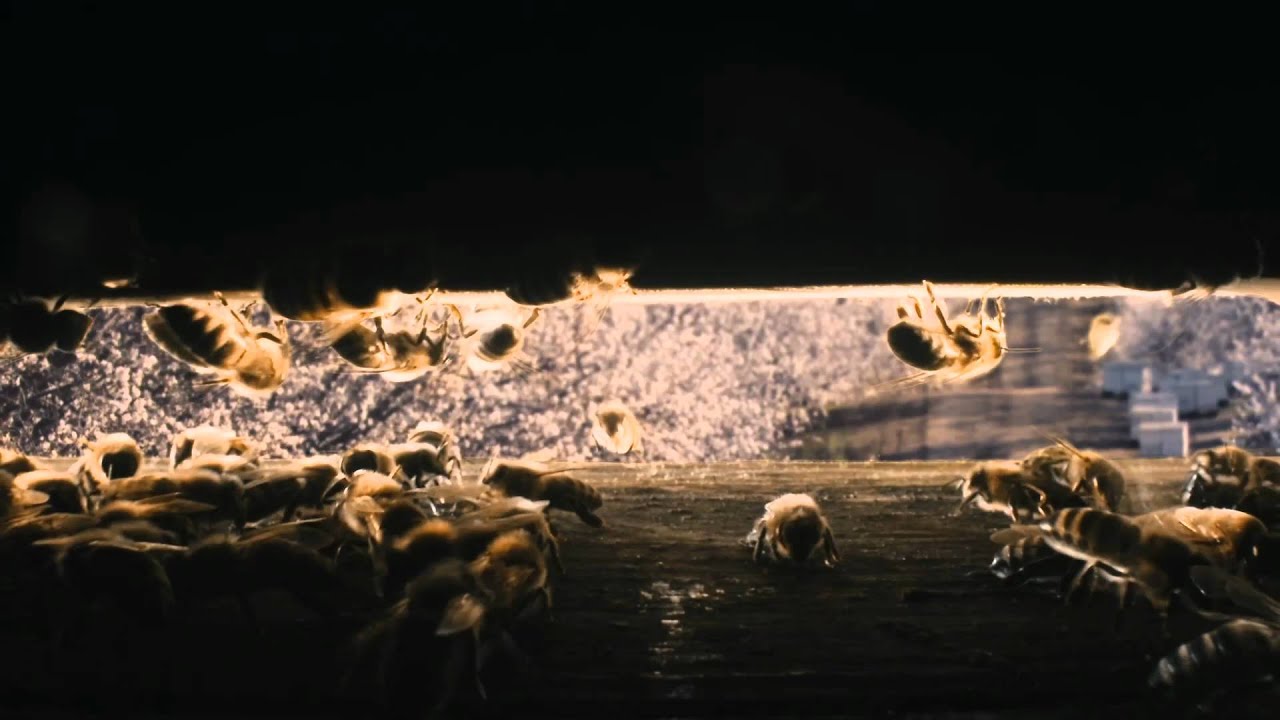 Download MORE THAN HONEY [Trailer]