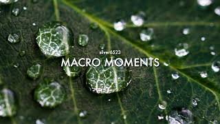 Royalty Free Music - silver6523 - Macro Moments