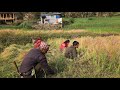Traditional Mustard Farming in Rural Village | Real Village Life and Hard Work in the Fields #love 