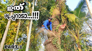 The best quality mahogany we have ever cut 🥹👌🏻 | Biggest tree cutting in kerala | Stihl ms 382