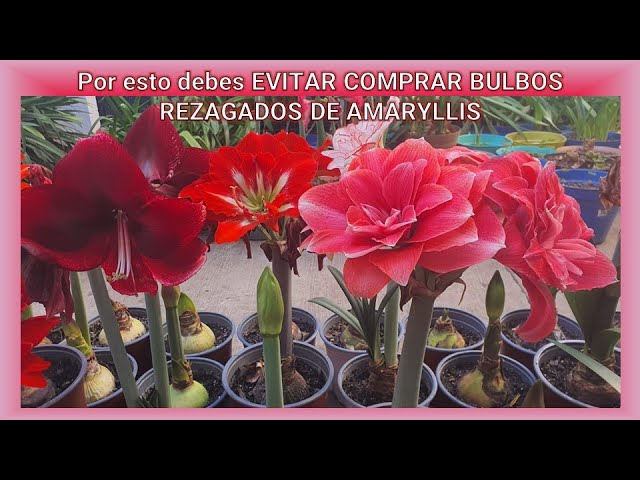 principio Bourgeon Serafín Por esto debes EVITAR COMPRAR BULBOS REZAGADOS DE #AMARYLLIS #hippeastrum  #amarilis #plantas #flores - YouTube