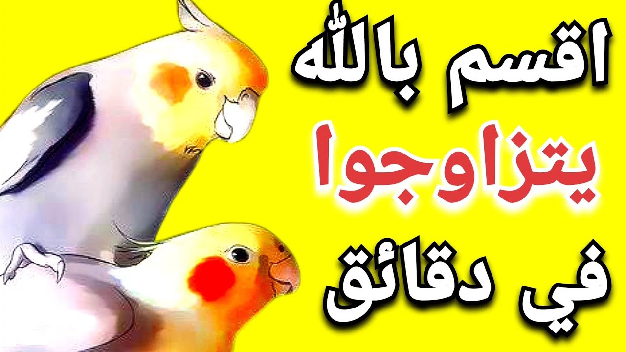 تزاوج فوري👌 باقوي تغريد لتحفيز الكوكتيل علي التزاوج 
