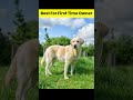 Best Dog Breeds For Firts Time Dog Owner #shorts #labrador #beagle #goldenretriever #dog
