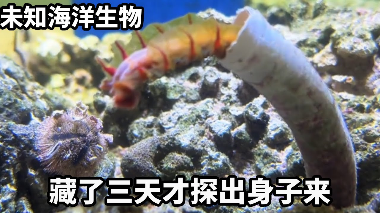 这是什么？奇怪海洋生物拥有保护壳，藏三天才敢探出身子来...#诺亚方缸 #海洋生物 #私人海洋