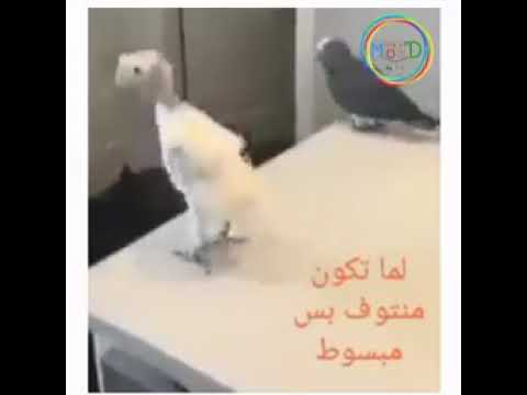 احلا موسيقى هايجة سمعتها لما تكون منتوف بس مبسوط
