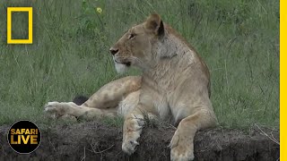 Join us on a live african safari in the maasai mara as experts guide
through bush search of lions, elephants, buffalo and more wild
animals. t...