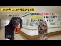 コロナ対応で地獄と化した病院の話 その２【猫ミーム】【猫マニ】