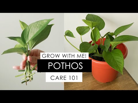 วีดีโอ: รับ Pothos สู่สาขา: เติบโต Pothos Shoots ใหม่