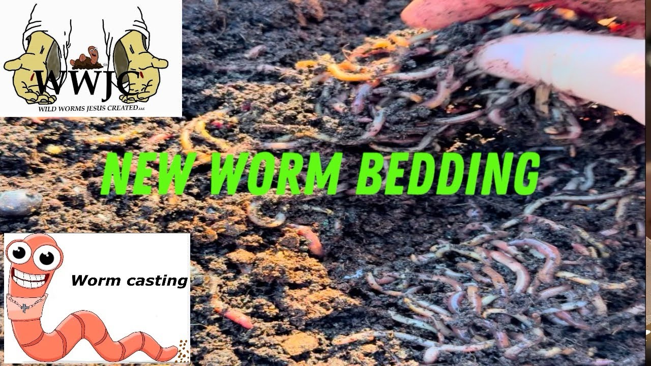 New Worm Bedding 2025 - YouTube