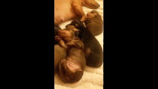 Милое видео. Щенки таксы спят. Милое видео. Щенки таксы спят.
