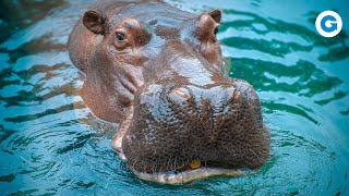 Just Hippos and Rhinos: Pachyderm Perseverance | Full Documentary