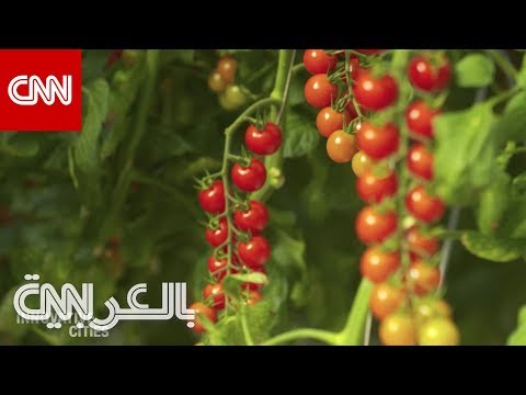 كيف تزرع الطماطم وسط الصحراء في الإمارات؟