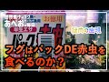 パックDE赤虫をフグにあげてみた #28（世界最小フグ・アベニーパファー）【あべおVLOG】