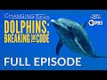 Dolphins: Breaking the Code - Full Episode