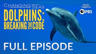 Dolphins: Breaking the Code  Full Episode