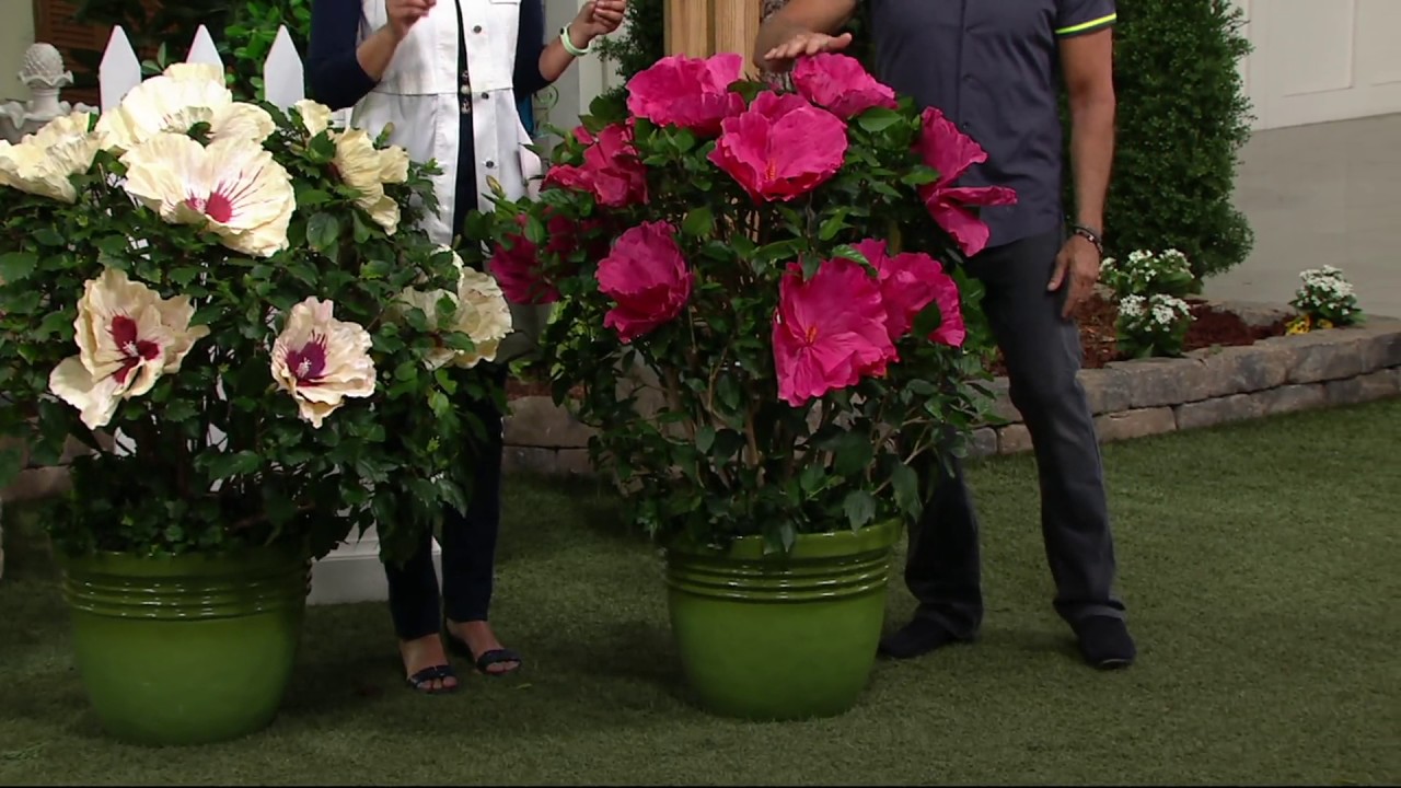 Cottage Farms 2 Pc Top Shelf Giant Hardy Hibiscus On Qvc Youtube