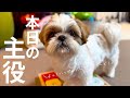 【シーズー】８歳🎂ハッピーバースデーボーイの1日🐶朝からいろんな初めて集めてみました！【犬Vlog】