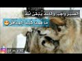 شعر عاصم المحمدي