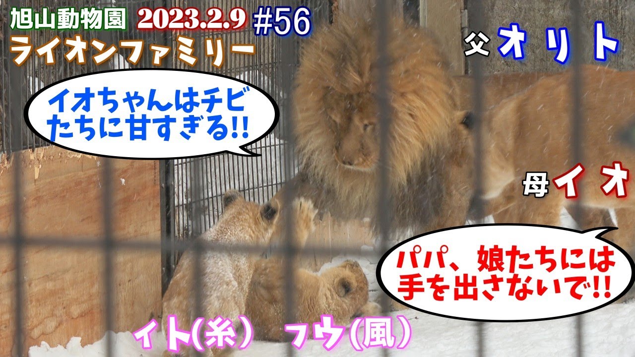 【母は強し！！チビ達を厳しくしつけようとするオリトにイオちゃんが待ったをかける！！イオの母性愛。】オリトファミリー劇場#56【2023/2/9旭山動物園のライオン一家】