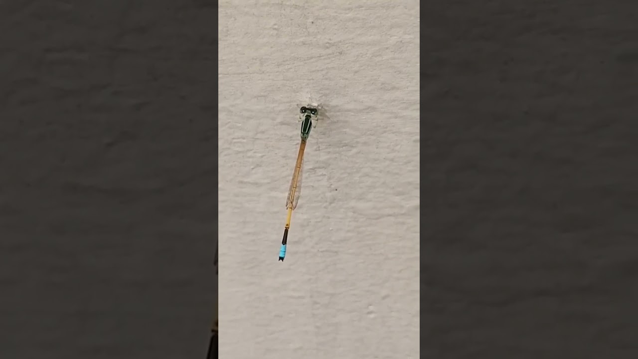 Ischnura Senegalensis 