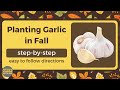 How to plant garlic in the fall season?