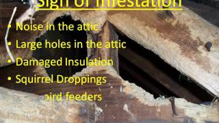 Squirrel Pest Control Methods