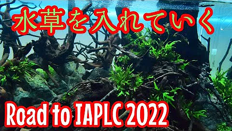 世界水草レイアウトコンテスト Iaplc 22 初挑戦の水槽立上げ その4 Mp3 世界水草レイアウトコンテスト Iaplc 22 初挑戦の水槽立上げ その4 Mp3