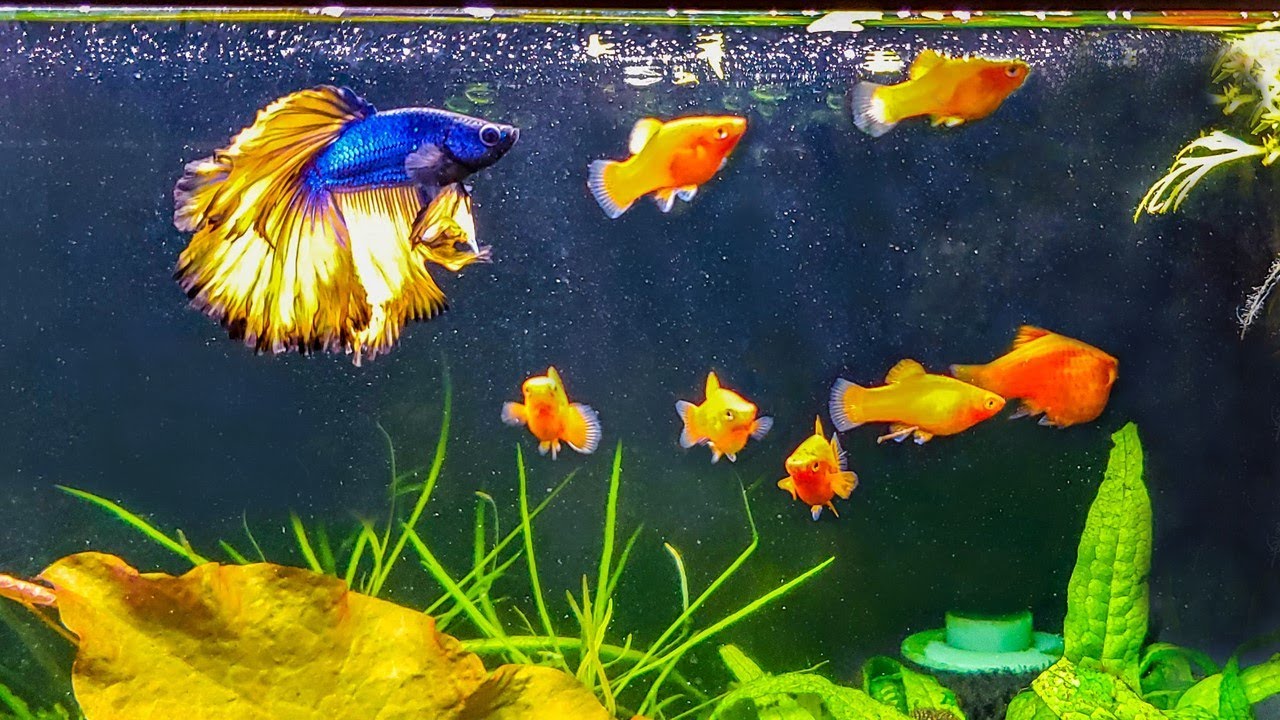 How To Introduce A New Betta To Your Community Tank