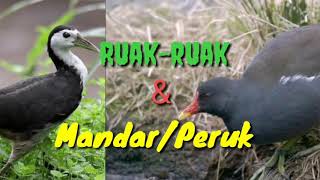 Suara pikat malam Ruak-ruak & mandar batu/peruk