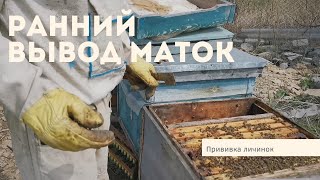 Закладка личинок в семью.