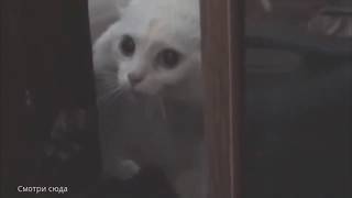 Говорящий кот Talking cat