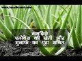 देखिये, एलोवीरा की खेती और मुनाफे का पूरा गणित || Aloevera Farming || Fasal Kranti