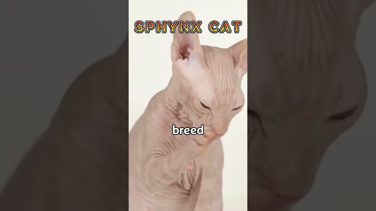 Top 5 Most Expensive Cats in the World: Are They Worth the Price?