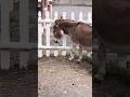 THIS ANIMAL WANTS NOTHING TO SO WITH HUMANS #funny #animals #horse #farming #youtubeshorts #zoo #lol