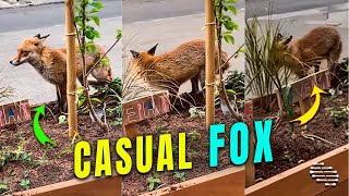 Fox Casually Digging in a Planter