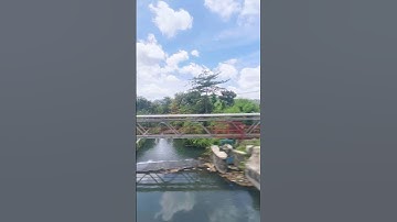 Scenic Train Ride Through Rice Fields 🌾🚆 | Yogyakarta, Indonesia